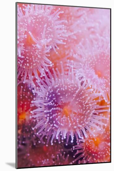 Strawberry Anemone, Actinia fragacea, Oregon Coast Aquarium, Newport, Oregon-Adam Jones-Mounted Photographic Print