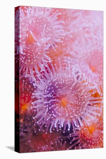 Strawberry Anemone, Actinia fragacea, Oregon Coast Aquarium, Newport, Oregon-Adam Jones-Stretched Canvas