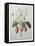 Strawberry Bouquet-Pierre-Joseph Redoute-Framed Stretched Canvas