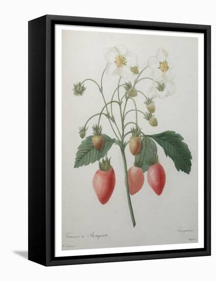 Strawberry Bouquet-Pierre-Joseph Redoute-Framed Stretched Canvas
