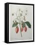 Strawberry Bouquet-Pierre-Joseph Redoute-Framed Stretched Canvas