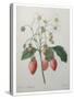 Strawberry Bouquet-Pierre-Joseph Redoute-Stretched Canvas