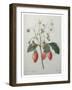 Strawberry Bouquet-Pierre-Joseph Redoute-Framed Art Print