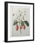 Strawberry Bouquet-Pierre-Joseph Redoute-Framed Art Print