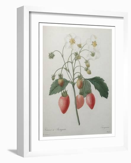 Strawberry Bouquet-Pierre-Joseph Redoute-Framed Art Print