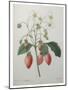 Strawberry Bouquet-Pierre-Joseph Redoute-Mounted Art Print