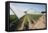 Strawberry Farm in England-Andrew Fox-Framed Stretched Canvas