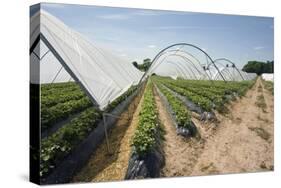 Strawberry Farm in England-Andrew Fox-Stretched Canvas