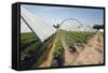 Strawberry Farm in England-Andrew Fox-Framed Stretched Canvas