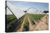 Strawberry Farm in England-Andrew Fox-Stretched Canvas