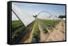 Strawberry Farm in England-Andrew Fox-Framed Stretched Canvas