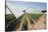 Strawberry Farm in England-Andrew Fox-Stretched Canvas