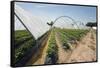 Strawberry Farm in England-Andrew Fox-Framed Stretched Canvas