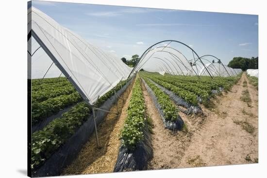 Strawberry Farm in England-Andrew Fox-Stretched Canvas