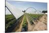 Strawberry Farm in England-Andrew Fox-Stretched Canvas