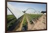 Strawberry Farm in England-Andrew Fox-Framed Photographic Print