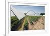 Strawberry Farm in England-Andrew Fox-Framed Photographic Print