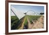 Strawberry Farm in England-Andrew Fox-Framed Photographic Print