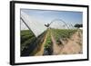 Strawberry Farm in England-Andrew Fox-Framed Photographic Print