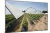 Strawberry Farm in England-Andrew Fox-Mounted Photographic Print