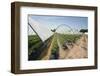 Strawberry Farm in England-Andrew Fox-Framed Photographic Print