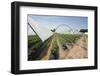 Strawberry Farm in England-Andrew Fox-Framed Photographic Print