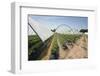 Strawberry Farm in England-Andrew Fox-Framed Photographic Print