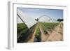 Strawberry Farm in England-Andrew Fox-Framed Photographic Print