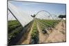 Strawberry Farm in England-Andrew Fox-Mounted Photographic Print
