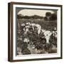 Strawberry Field, Irapuato, Mexico-Underwood & Underwood-Framed Photographic Print