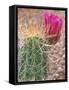 Strawberry Hedgehog Cactus, Desert Botanical Museum, Phoenix, Arizona, USA-Rob Tilley-Framed Stretched Canvas