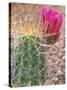 Strawberry Hedgehog Cactus, Desert Botanical Museum, Phoenix, Arizona, USA-Rob Tilley-Stretched Canvas