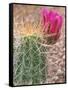 Strawberry Hedgehog Cactus, Desert Botanical Museum, Phoenix, Arizona, USA-Rob Tilley-Framed Stretched Canvas