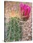 Strawberry Hedgehog Cactus, Desert Botanical Museum, Phoenix, Arizona, USA-Rob Tilley-Stretched Canvas