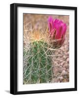 Strawberry Hedgehog Cactus, Desert Botanical Museum, Phoenix, Arizona, USA-Rob Tilley-Framed Photographic Print