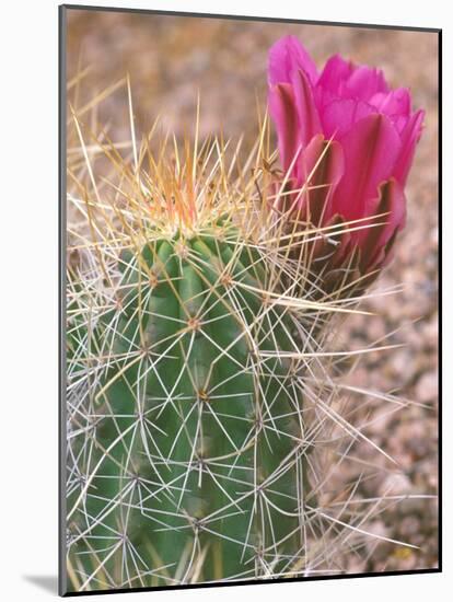Strawberry Hedgehog Cactus, Desert Botanical Museum, Phoenix, Arizona, USA-Rob Tilley-Mounted Photographic Print
