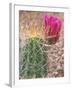 Strawberry Hedgehog Cactus, Desert Botanical Museum, Phoenix, Arizona, USA-Rob Tilley-Framed Photographic Print