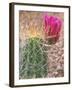 Strawberry Hedgehog Cactus, Desert Botanical Museum, Phoenix, Arizona, USA-Rob Tilley-Framed Photographic Print