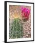 Strawberry Hedgehog Cactus, Desert Botanical Museum, Phoenix, Arizona, USA-Rob Tilley-Framed Photographic Print