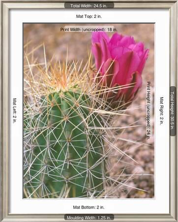 Strawberry Hedgehog Cactus, Desert Botanical Museum, Phoenix ...