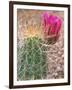 Strawberry Hedgehog Cactus, Desert Botanical Museum, Phoenix, Arizona, USA-Rob Tilley-Framed Photographic Print