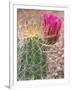 Strawberry Hedgehog Cactus, Desert Botanical Museum, Phoenix, Arizona, USA-Rob Tilley-Framed Photographic Print