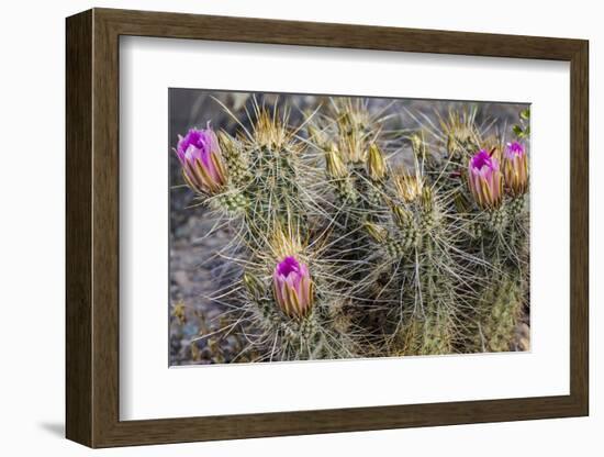 Strawberry Hedgehog Cactus Flowering at Organ Pipe National Monument, Arizona, Usa-Chuck Haney-Framed Photographic Print