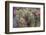 Strawberry Hedgehog Cactus Flowering at Organ Pipe National Monument, Arizona, Usa-Chuck Haney-Framed Photographic Print