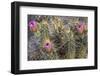 Strawberry Hedgehog Cactus Flowering at Organ Pipe National Monument, Arizona, Usa-Chuck Haney-Framed Photographic Print