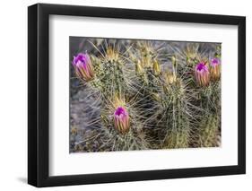 Strawberry Hedgehog Cactus Flowering at Organ Pipe National Monument, Arizona, Usa-Chuck Haney-Framed Photographic Print