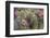 Strawberry Hedgehog Cactus Flowering at Organ Pipe National Monument, Arizona, Usa-Chuck Haney-Framed Photographic Print