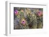 Strawberry Hedgehog Cactus Flowering at Organ Pipe National Monument, Arizona, Usa-Chuck Haney-Framed Photographic Print