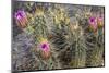 Strawberry Hedgehog Cactus Flowering at Organ Pipe National Monument, Arizona, Usa-Chuck Haney-Mounted Photographic Print