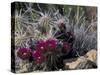 Strawberry Hedgehog, Saguaro National Park, Arizona, USA-Kristin Mosher-Stretched Canvas